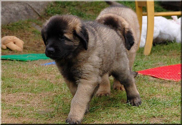 leonberger 057.jpg
